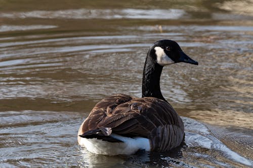 Canada goose