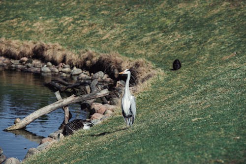 Fotos de stock gratuitas de a orillas del lago, césped, fotografía de animales