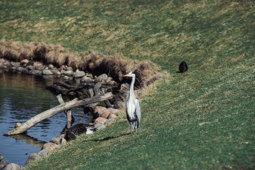 Free Grey heron standing near a lakeshore in Duсhora, Minsk region, Belarus. Stock Photo