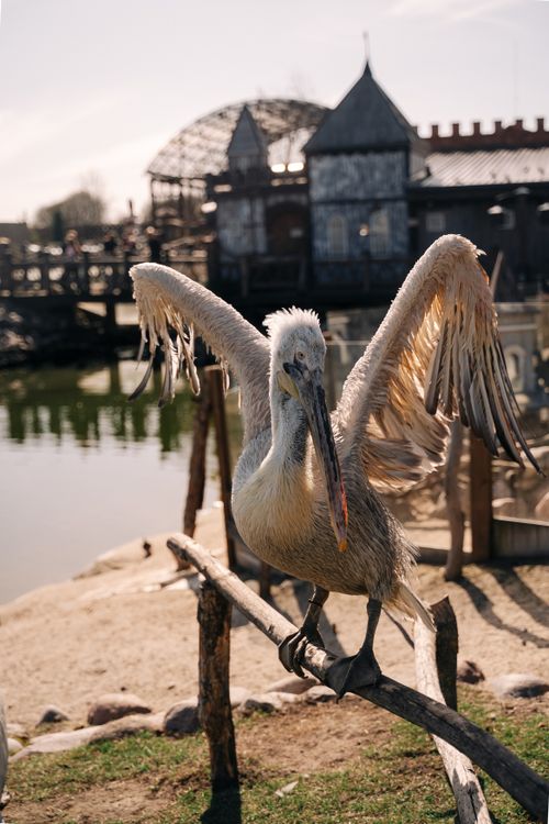 Free A Dalmatian pelican spreads its wings against a rustic wooden backdrop outdoors. Stock Photo