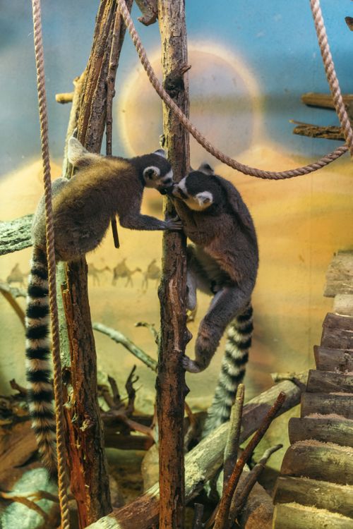Free Two ring-tailed lemurs playfully climbing inside an enclosure. Stock Photo
