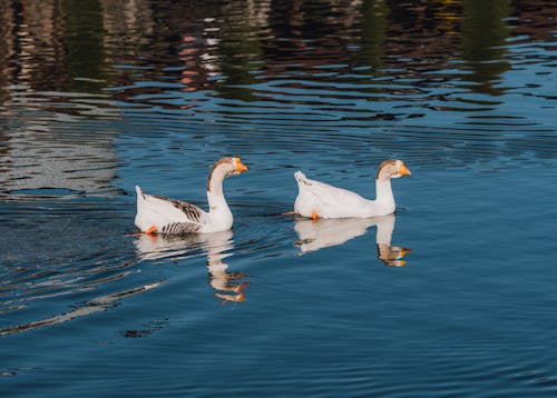 Fotos de stock gratuitas de aves, clarke, fotografía de animales