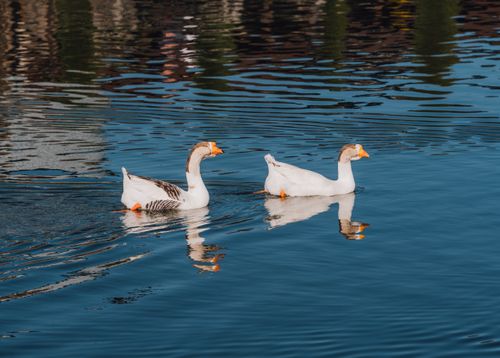 Free Pair of white ducks swimming gracefully on a calm lake reflecting vibrant surroundings. Stock Photo