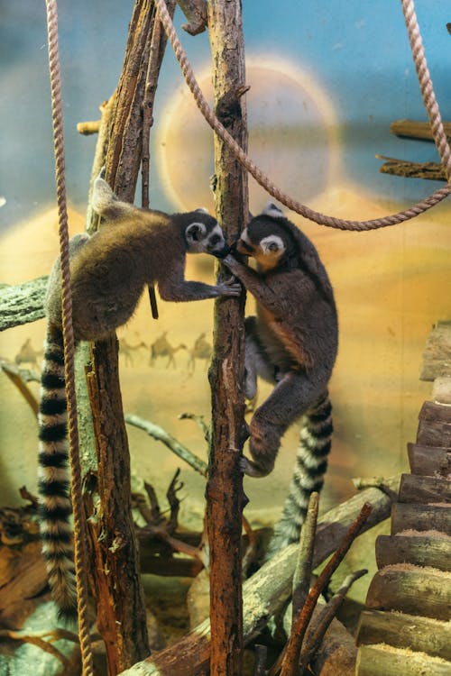 Two lemurs are climbing on a tree in a zoo