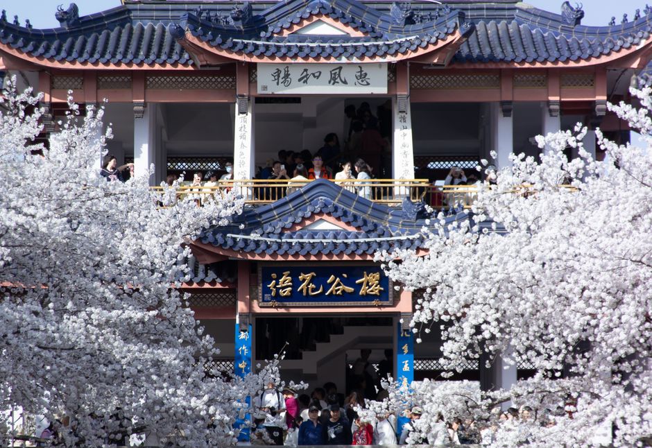 Taihu Lake & Jiangnan Water Towns — Turtle Head Isle & Cherry Blossoms