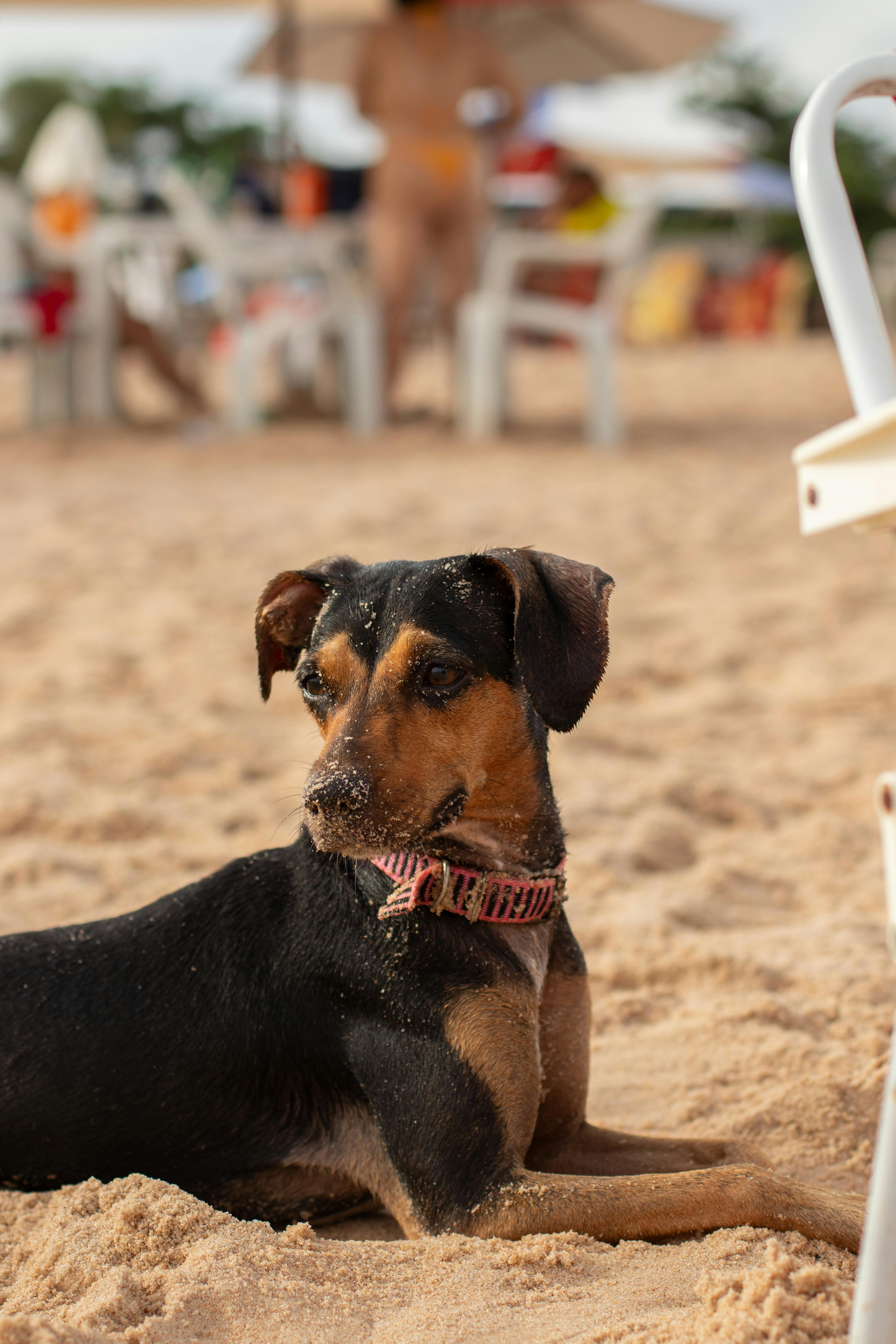 dog in sand at beach