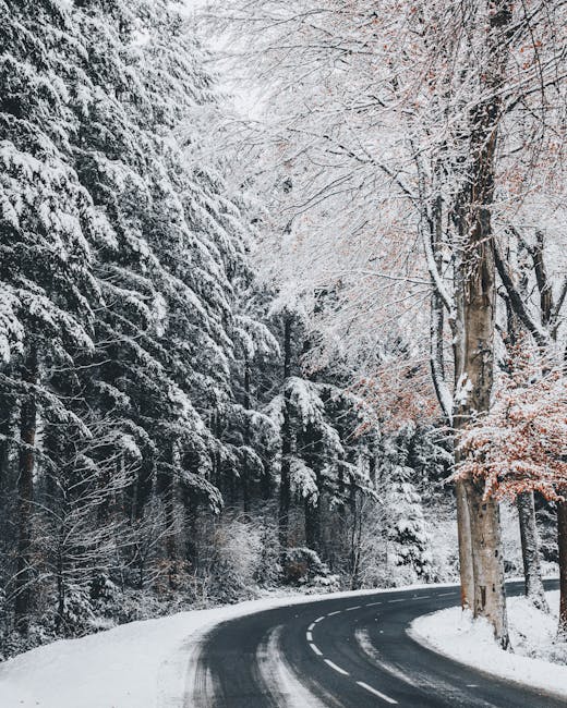 Bare Tree With Ground Covered by Snow · Free Stock Photo