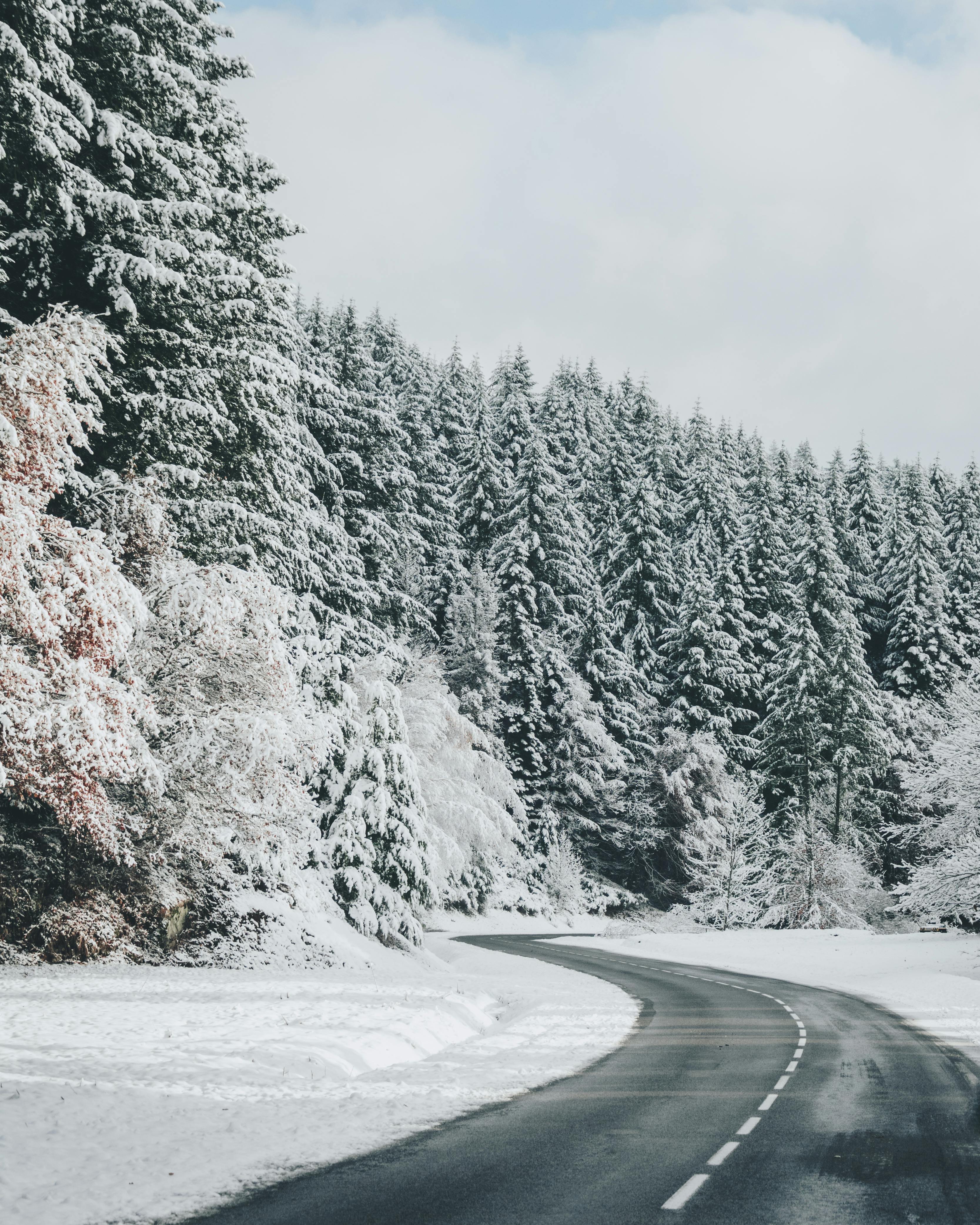 Gray Concrete Road Near Field of Pine Trees