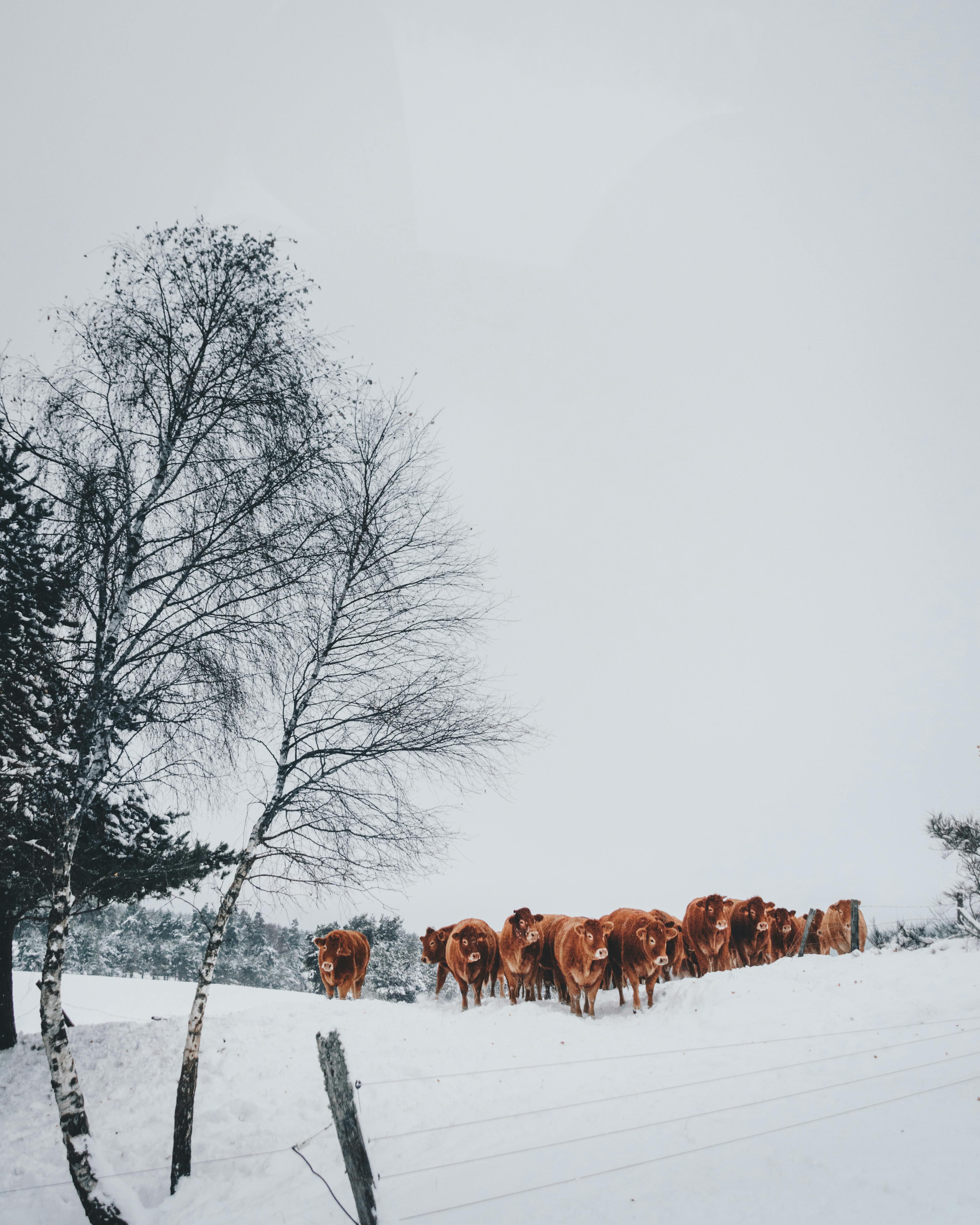 Group of Cattle on Snowfield