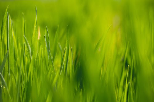 Green Grass Hd Wallpaper