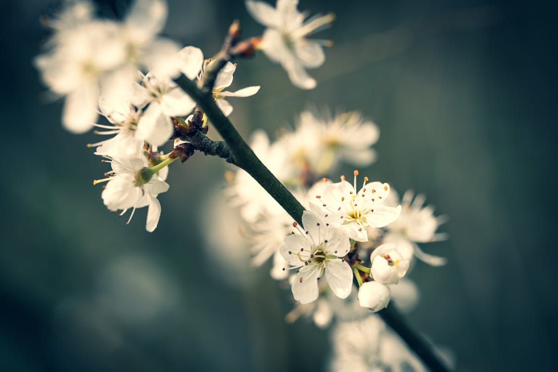 White-petaled Flowers