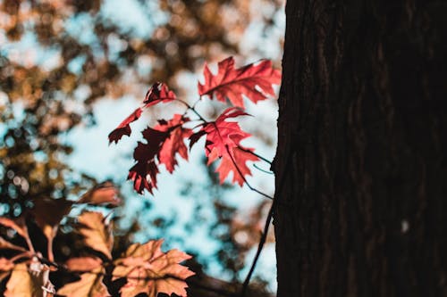 Foto d'estoc gratuïta de arbre, fulles vermelles