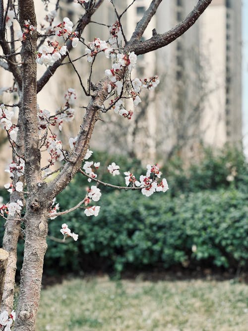 A tree with white flowers in front of tall buildings