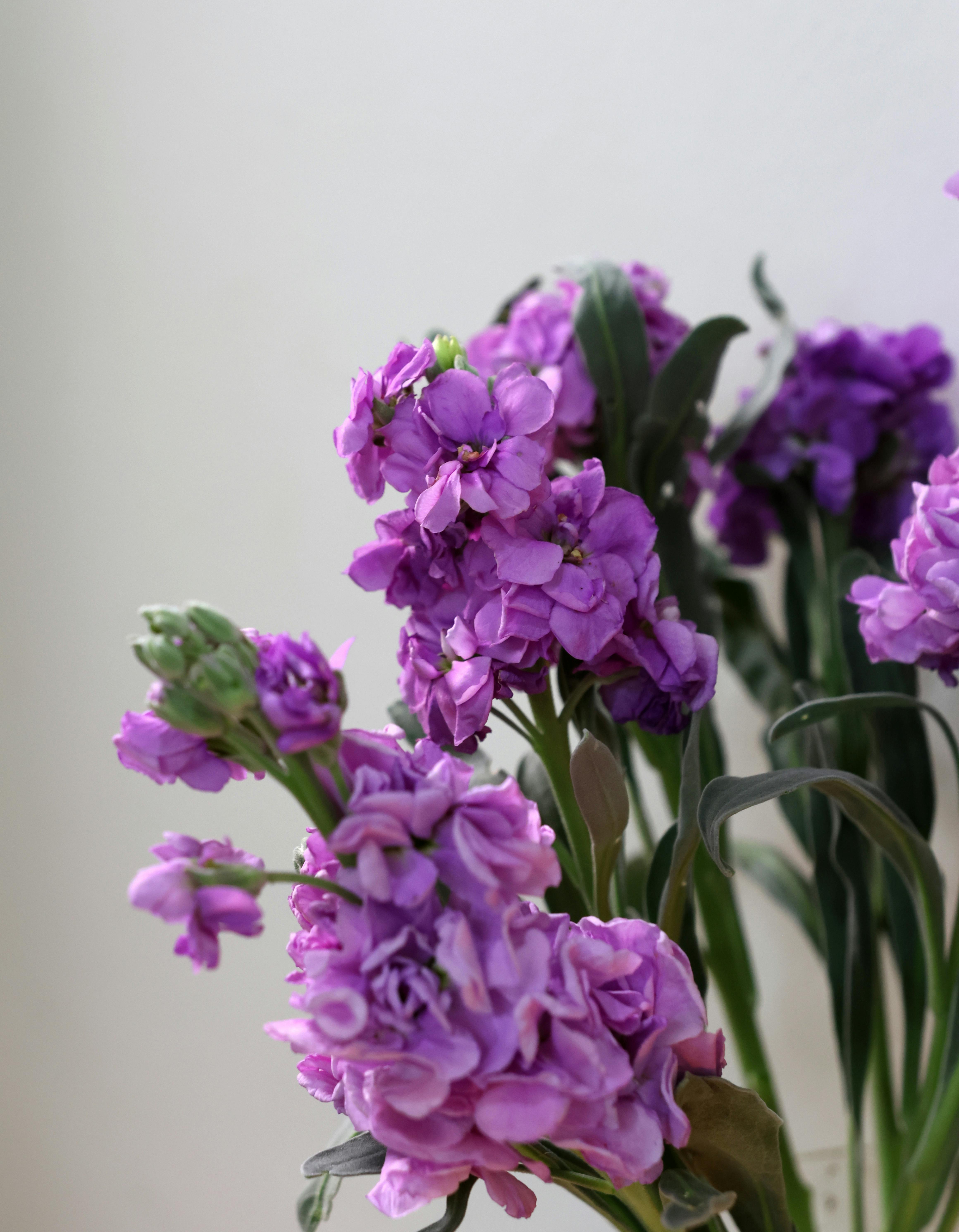 Estike (Matthiola bicornis) termesztése lépésről lépésre: mikor, hogyan és mivel biztosíthatod a sikeres növekedést?