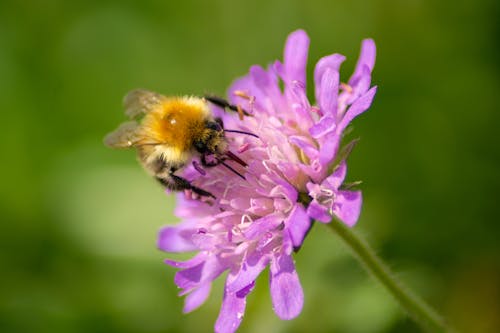 Foto d'estoc gratuïta de abella, flor bonica, flors