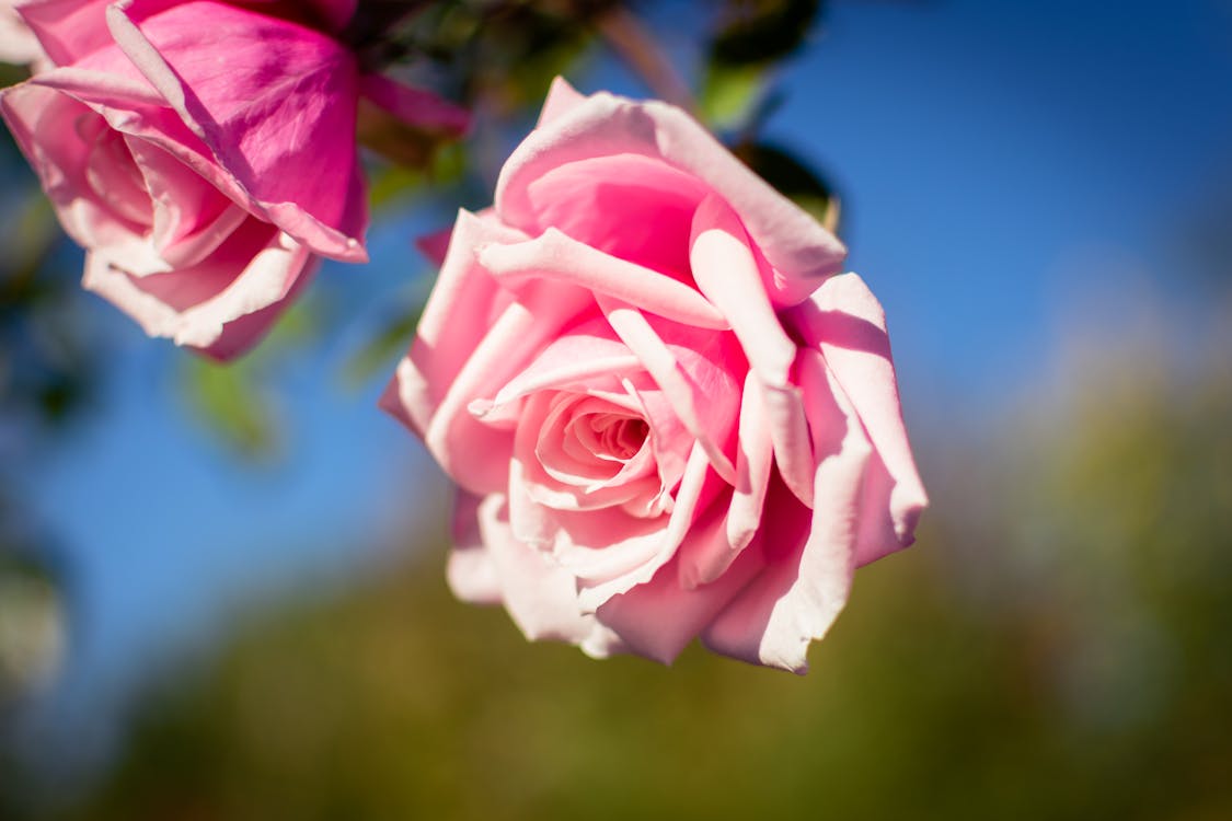 Free stock photo of pink roses, roses Stock Photo