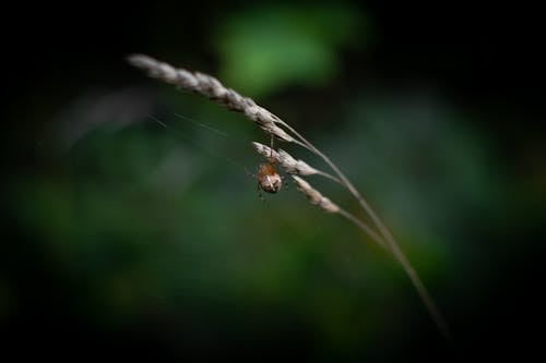 Бесплатное стоковое фото с паук, паутина