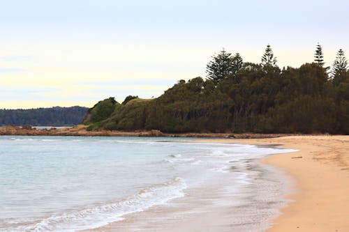 Foto profissional grátis de arbustos, Austrália, costa do oceano