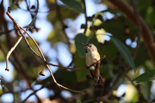 Rufous Hummingbird on Tree