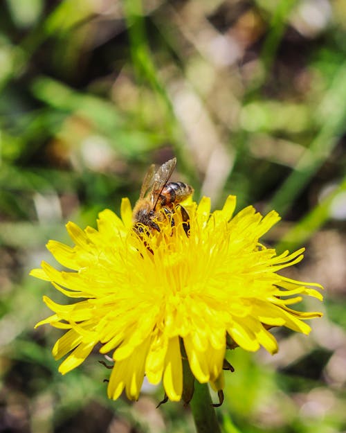 Free stock photo of bee, dandelion, flowers
