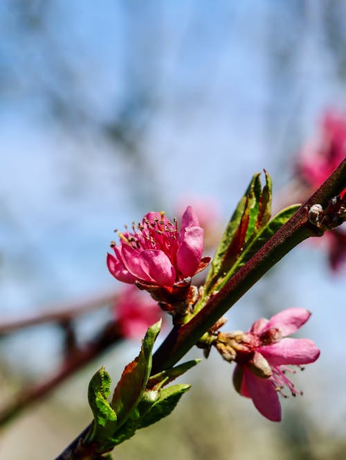 꽃, 복숭아, 봄이 와요의 무료 스톡 사진