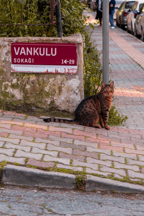 A cat sitting on the sidewalk next to a sign