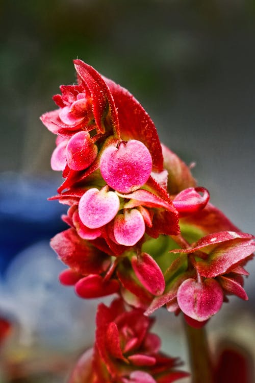 花 的 免费素材图片