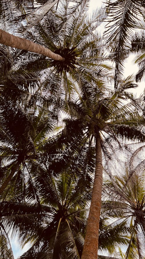 Fotobanka s bezplatnými fotkami na tému leto, listy, palmy