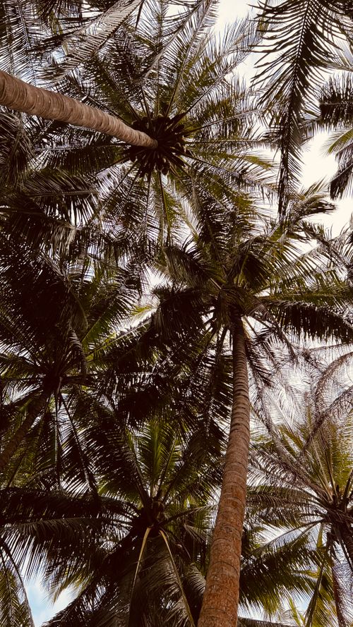 Free Low angle view of lush tropical palm trees in Ko Kaeo, Phuket, Thailand. Stock Photo