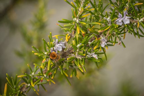 arı, Biberiye, bitki içeren Ücretsiz stok fotoğraf