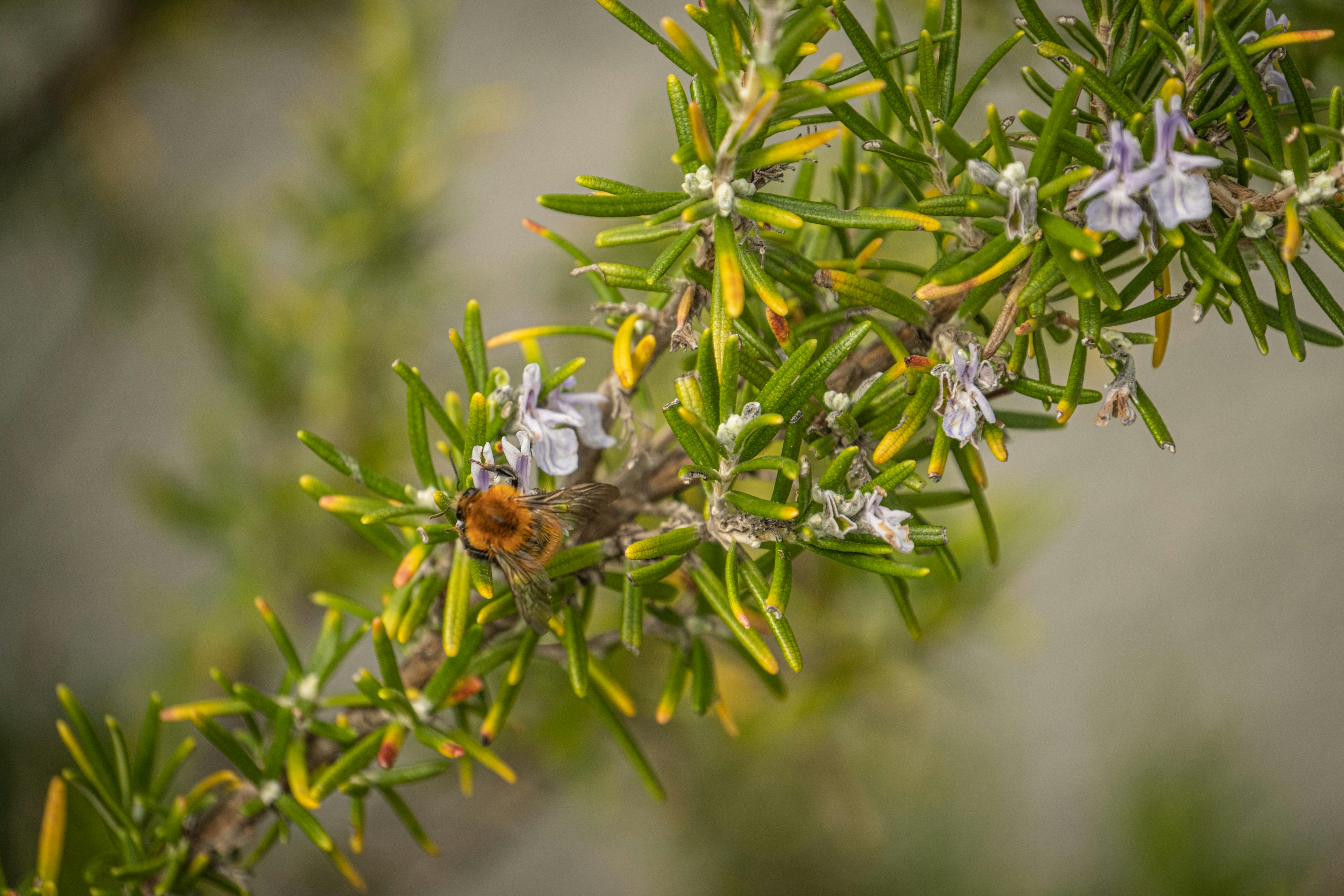 Close Up Of Rosemary Plant Free Stock Photo Free Photo Of Close Up Of Rosemary Plant