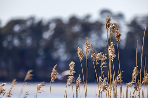 Finnischer Frühling