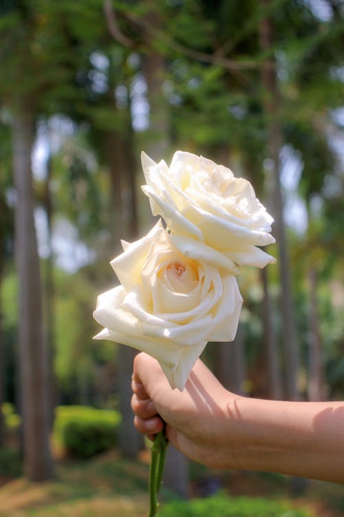 Foto profissional grátis de amor, ao ar livre, atraente