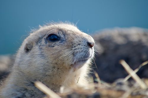 Free A detailed close-up of a Mexican prairie dog in its natural habitat. Perfect for nature enthusiasts. Stock Photo