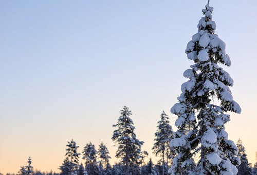 Kostenloses Stock Foto zu finnland, himmel-hintergrund, schneebedeckt