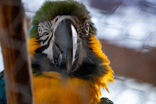 動物, 動物園, 叢林 的 免费素材图片