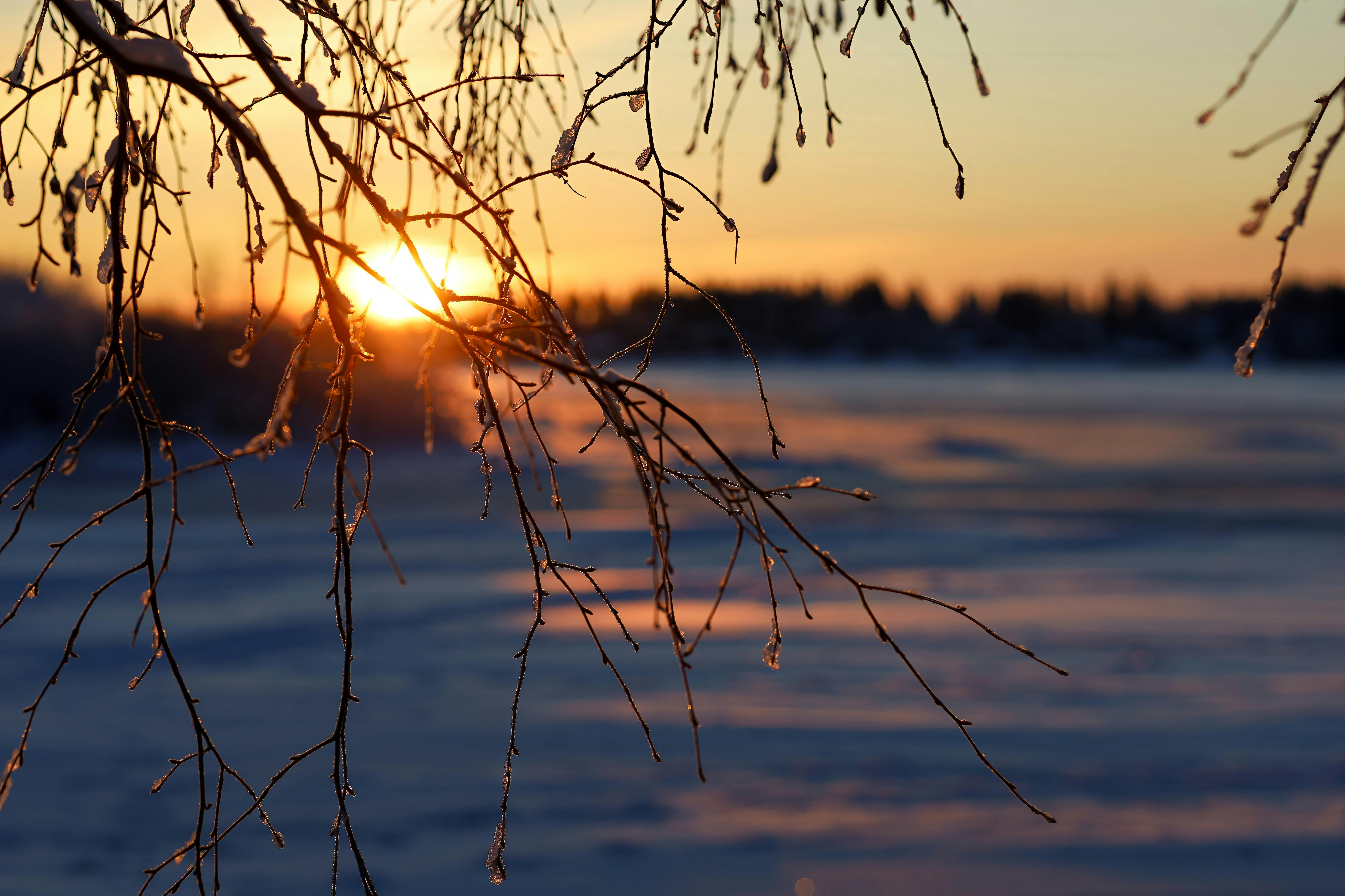 Serene winter sunrise over snowy landscape, viewed through frosted branches in Oulu, Finland.