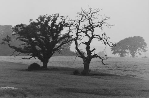 Foto profissional grátis de árvore morta, árvores, campo