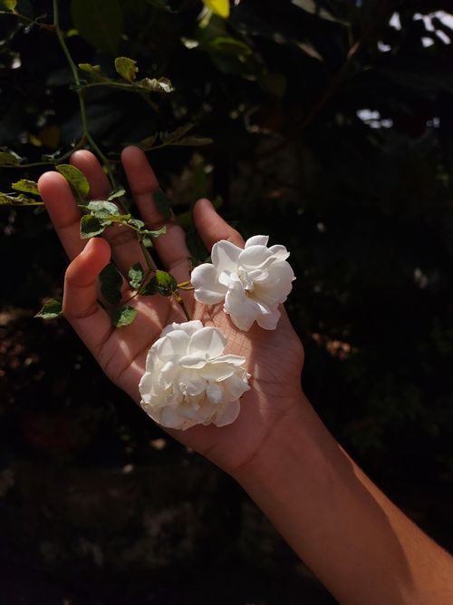 Free A close-up shot of a hand holding two delicate white flowers against a dark, leafy background. Stock Photo