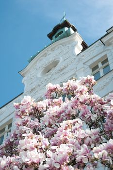 Beautiful magnolias in bloom against a historic building facade in Wrocław, Poland.
