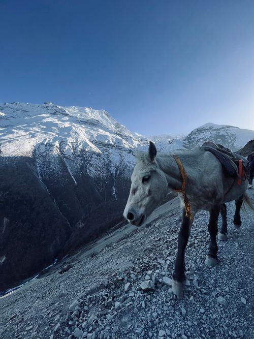 Free Donkey traversing a rocky mountain path under clear blue skies. Stock Photo