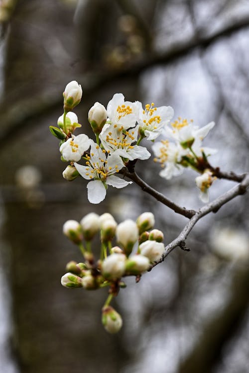 Fotos de stock gratuitas de 4k, flores, Flores de primavera