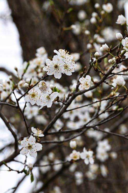 Fotos de stock gratuitas de flores, Flores blancas, fondo 4k