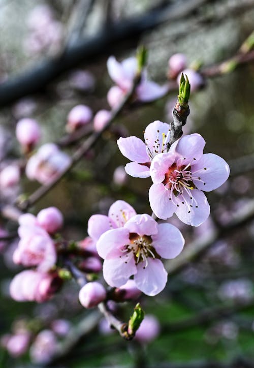 Foto d'estoc gratuïta de arbre florit, flor florida, flor rosa
