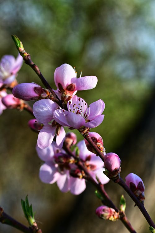 Foto d'estoc gratuïta de 4k, arbre florit, dia assolellat