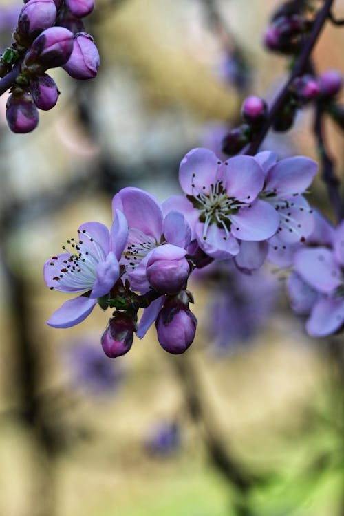 Photos gratuites de 4k, arbre en fleur, fleur épanouie
