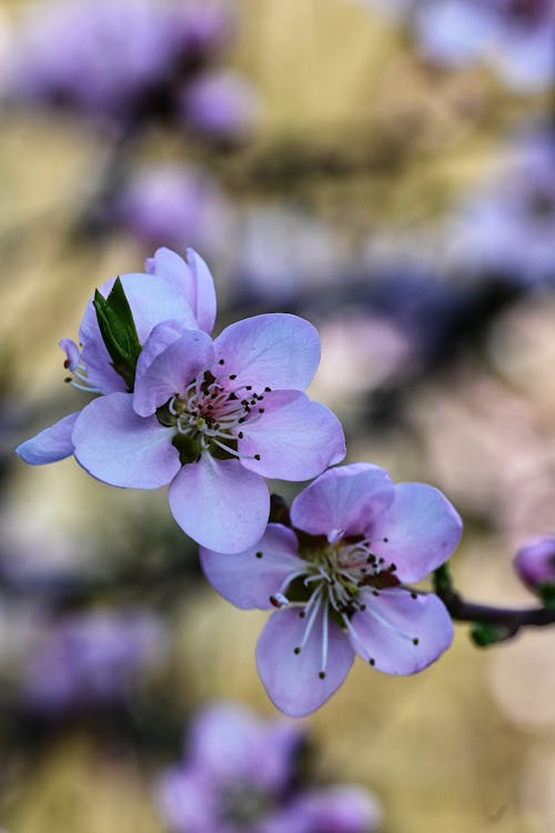 Gratis lagerfoto af 4k-baggrund, blomster, blomstrende