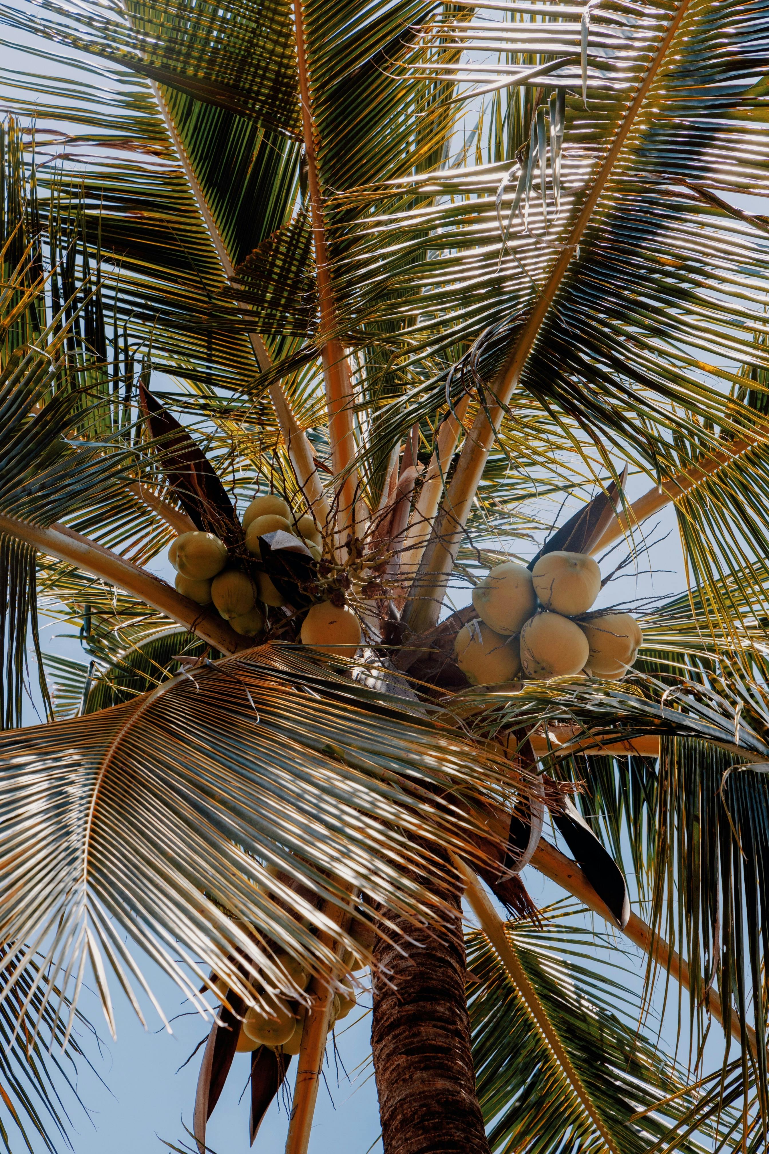 Close-up of a coconut palm tree with ripe coconuts under the tropical sun.