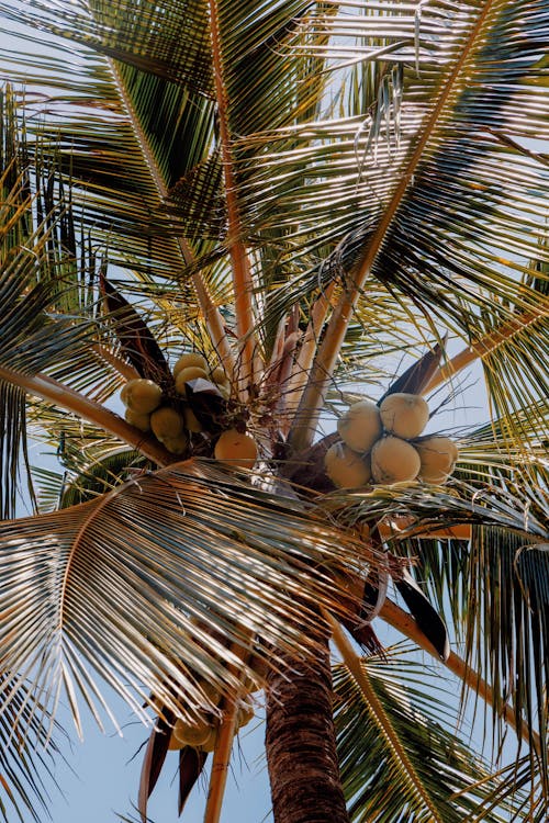 A coconut tree with fruit on it