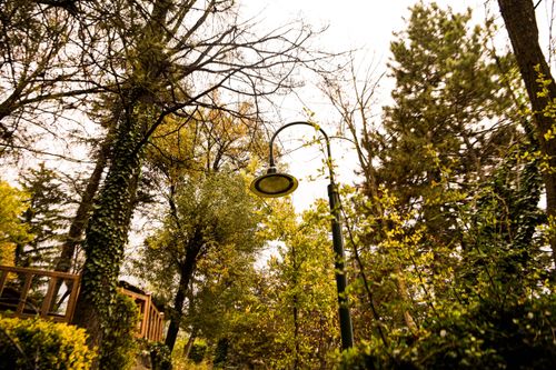Free A vintage-style lamp post amidst a lush, dense forest with autumnal leaves. Stock Photo